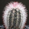 Echinocereus_fiehnii